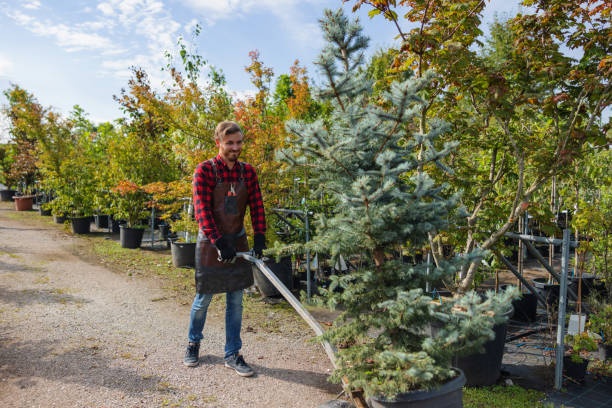 Best Tree Removal Services  in Dripping Springs, TX